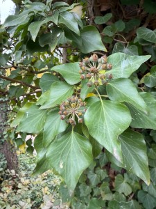 IMG_2068.jpeg