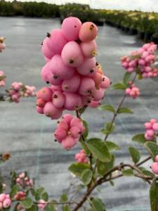 IMG_1788.jpeg