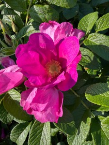IMG_1219.jpeg